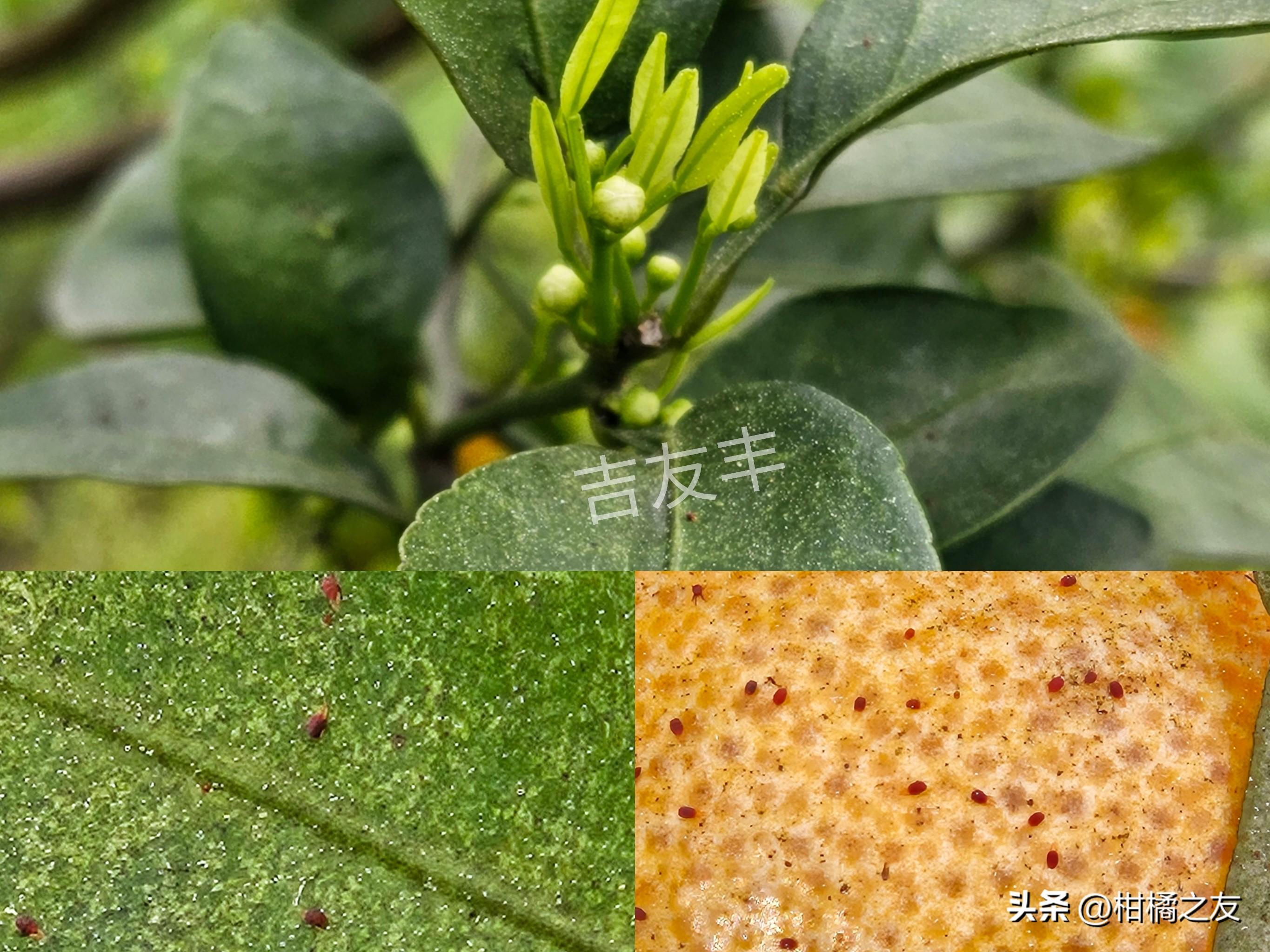 柑橘開(kāi)花后如何防治病蟲(chóng)害_柑橘不開(kāi)花處理計(jì)劃