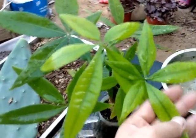孩子这个情况是缺铁
