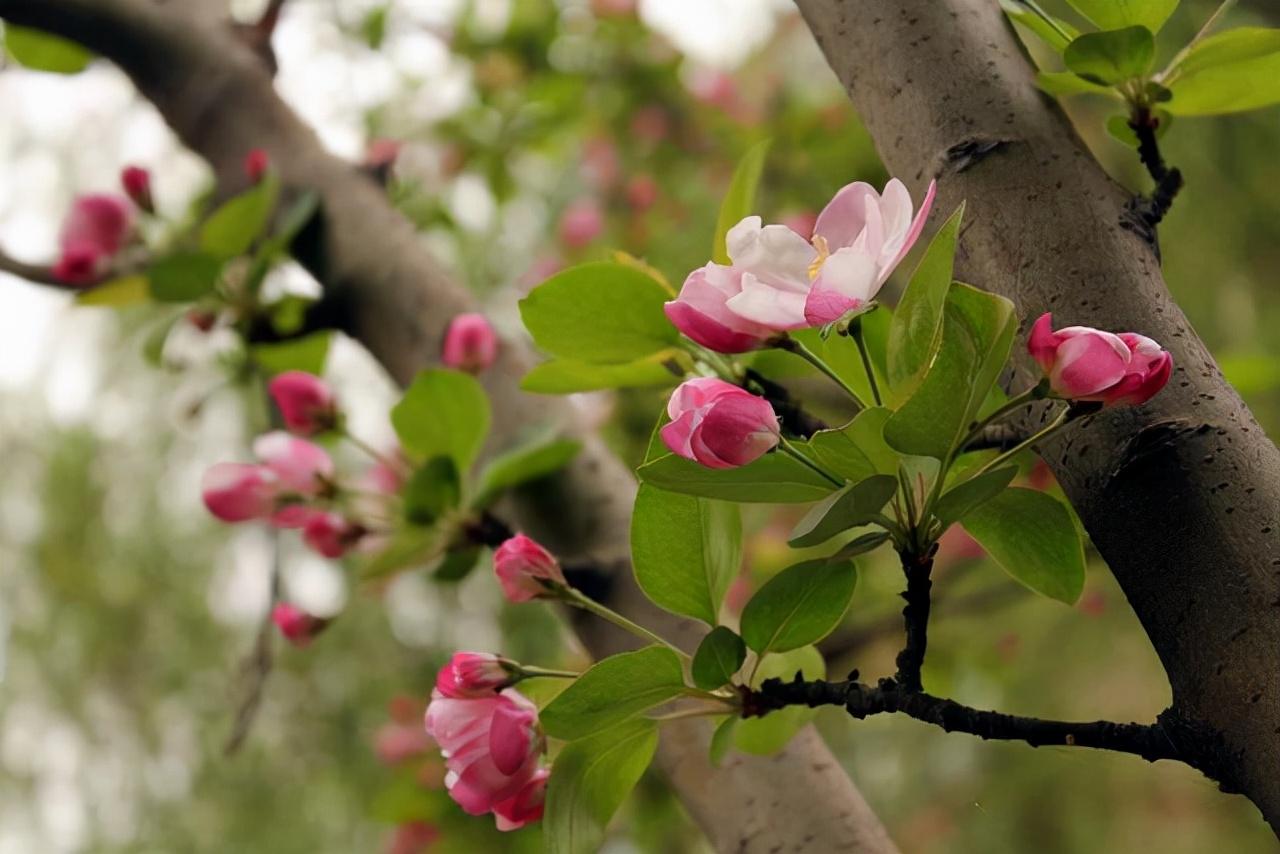 孔雀竹芋的寓意和象征,孔雀竹芋市场价格多少钱一盆?"