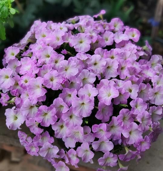 5种“冷门花”，南方要回避，耐寒开花美，种花园不比“月季”差