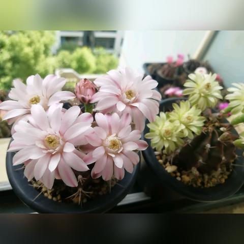 河南大花蛇的相关长尾关键词有哪些