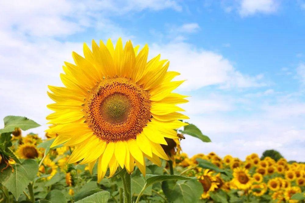 太阳花的花语是什么意思,一朵向阳花表示什么意思?