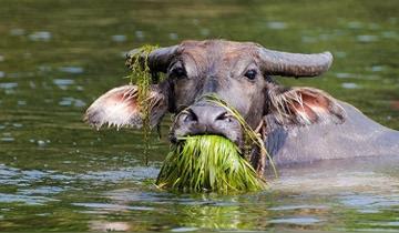 老牛吃嫩草的表情包搞笑gif 老牛吃嫩草的表情包搞笑gif