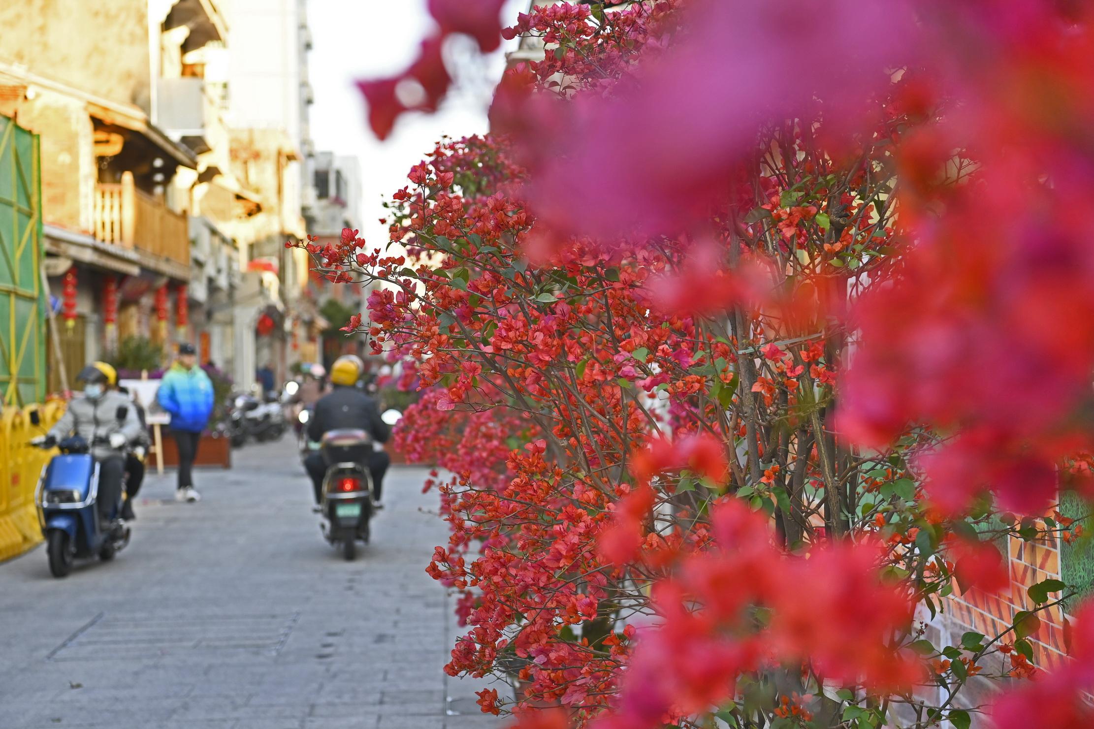 泉州盆栽花卉批发市场,泉州市市花?