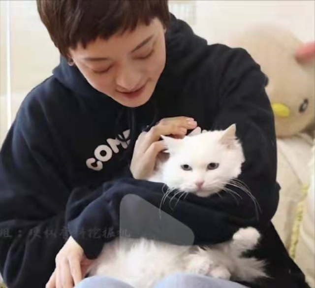 猫的眼睛在夜里闪闪发光主要是因为眼睛什么