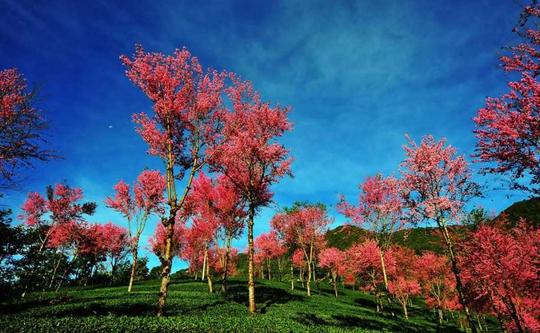 云南冷门景区，满山是浪漫与温婉，冬天也是繁樱绚丽，名气却不大