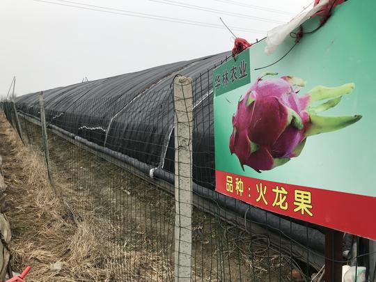 返乡创业，6年投资1000多万，流转1千余亩地，坚持多久？