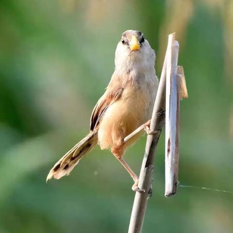 [苏州龙湖天竺]相关长尾关键词有哪些