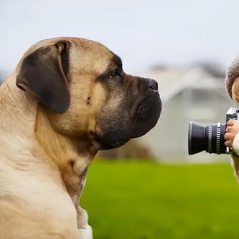 南通市哪里有养狗场