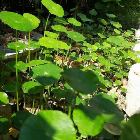 重庆二十九中怎么样