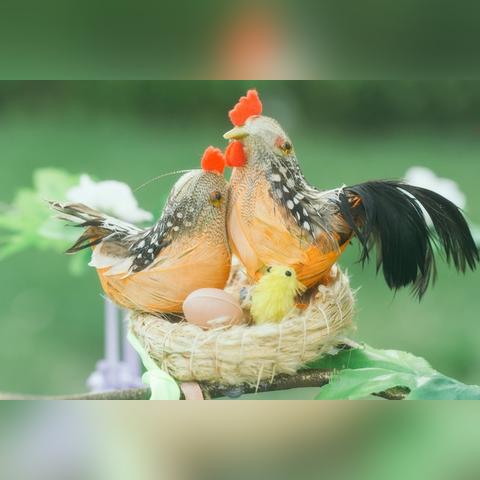 生肖鸡四月爱情运势(生肖鸡四月份运势)
