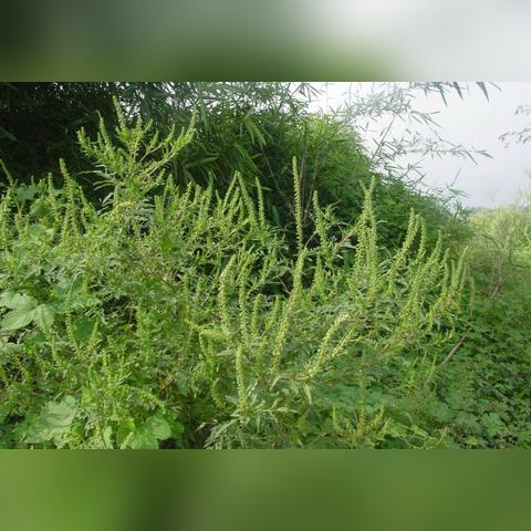 沈阳适合种植什么样植物（具体名称）？