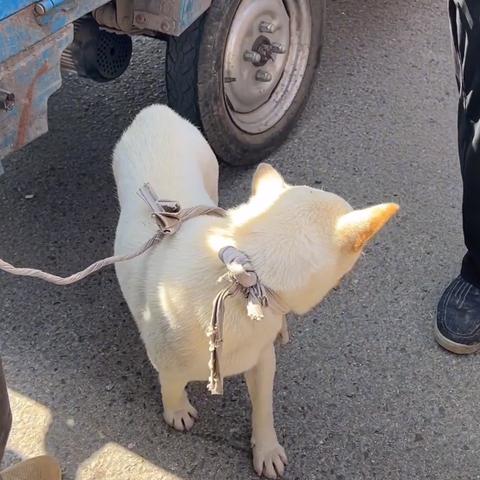 厦门土狗狗证的相关长尾关键词有哪些