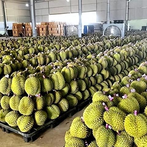 越南跨境利润多少合适 越南跨境利润多少合适