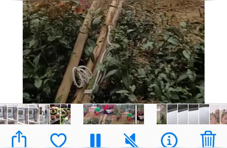 梦见下葬