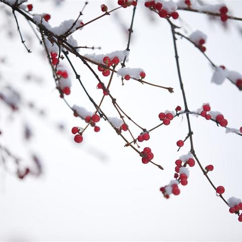 福建过年什么天气预报