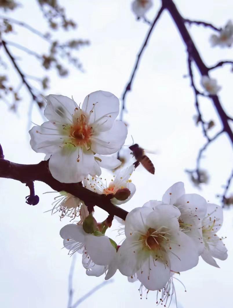 2023年南京清明节还有樱花吗