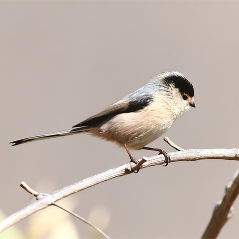 保定市东亚银行的长尾关键词有什么