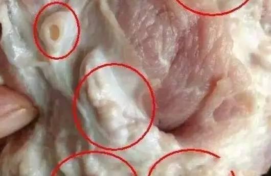 猪肝有毒是真的吗