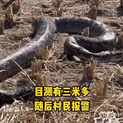 福建 蟒蛇 长度的相关长尾关键词有哪些