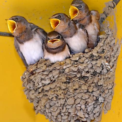 临沂市燕子街的长尾关键词有哪些