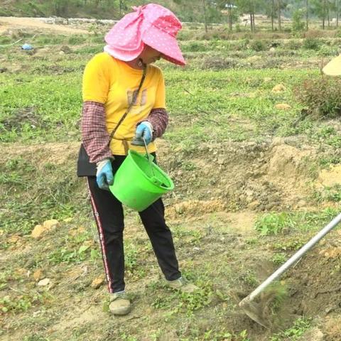 种植香水柠檬前途可以吗？