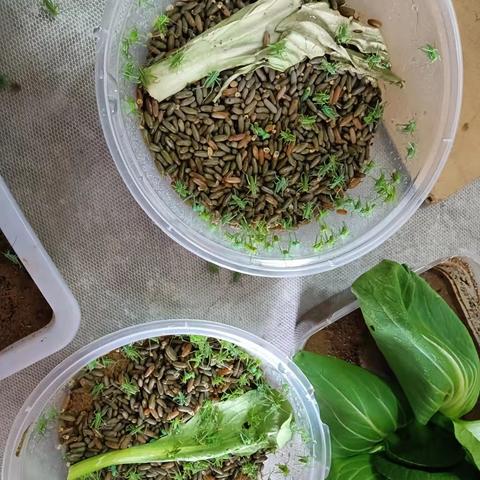 北京大爷养蝈蝈诀窍？