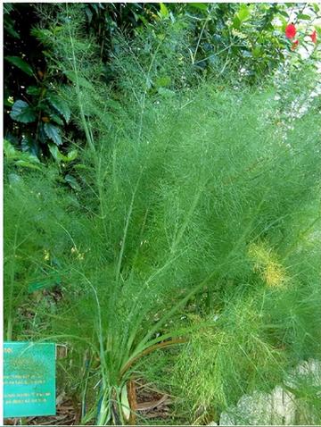 小茴香图片大全集的长尾关键词有什么