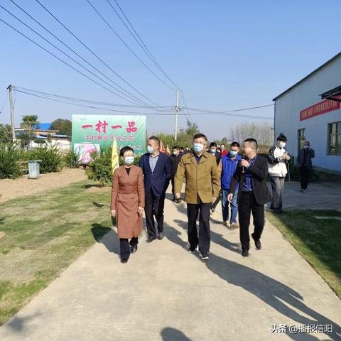 河南适合种植哪个品种的桔子？