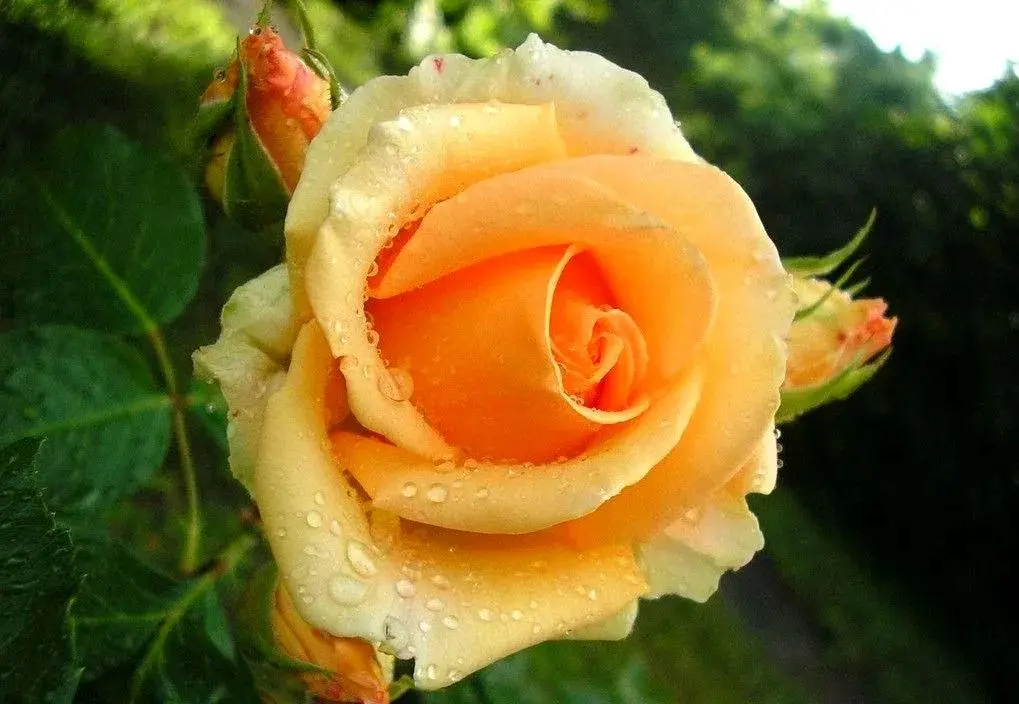 玫瑰花语大全：不同颜色的玫瑰代表的含义！