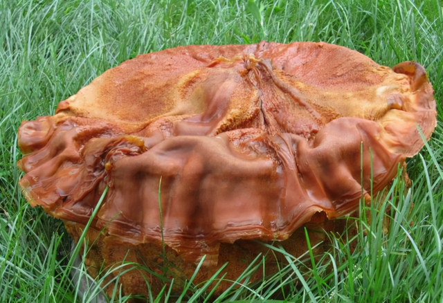 植物肉到底是什么肉 植物肉到底是什么肉