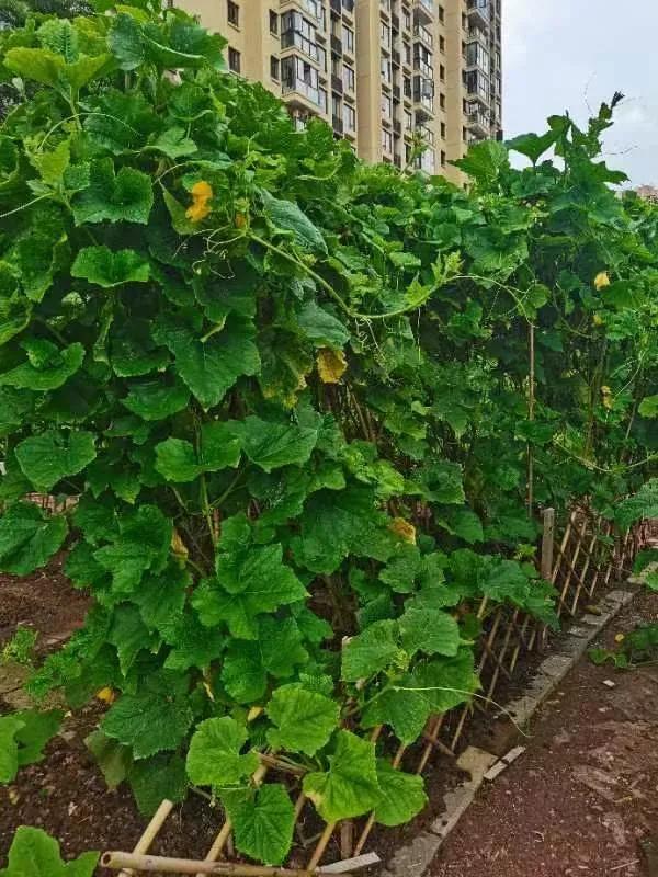 嘉定疫情最新消息今天
 ,嘉定疫情最新消息今天封城了