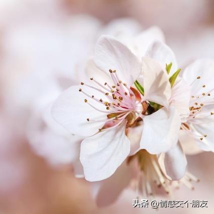 属猪白羊座和属鼠巨蟹座会幸福吗缘分怎么样第一星座(属猪巨蟹座男生爱情)