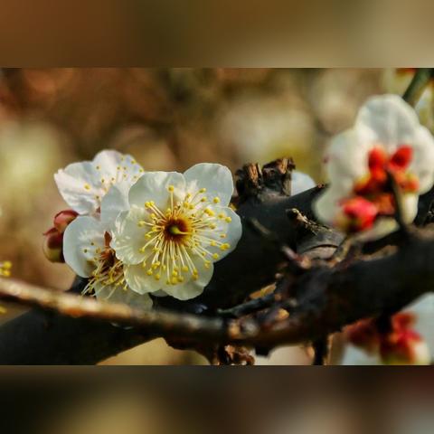 什么花代表武汉市