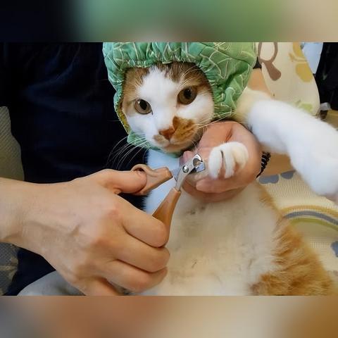 保定市卖猫的店在哪里