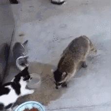 1997河南黄鼠狼说话的相关长尾关键词有哪些