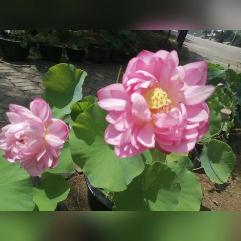 湖南为什么又叫芙蓉国？