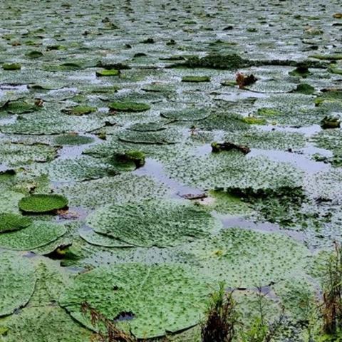 湖南宁乡蛇类事件的相关长尾关键词有哪些