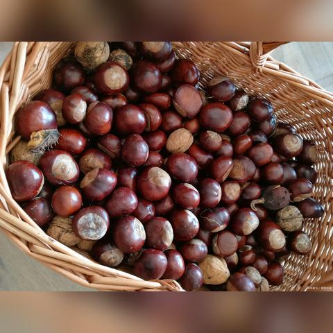 无锡市阳山哪里有板栗