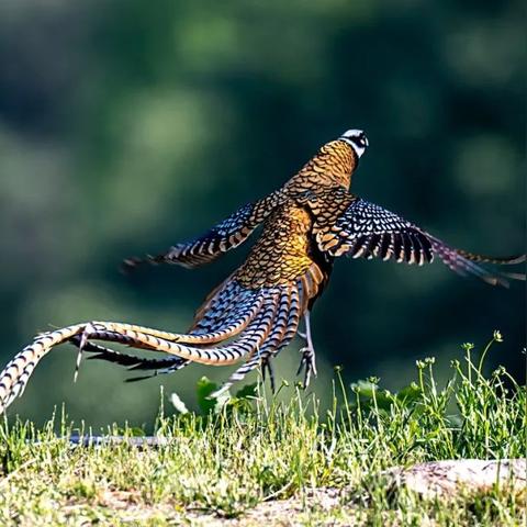 合肥松树拍照相关长尾关键词有哪些