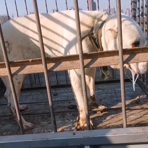 河南品牌焊线机哪个好用