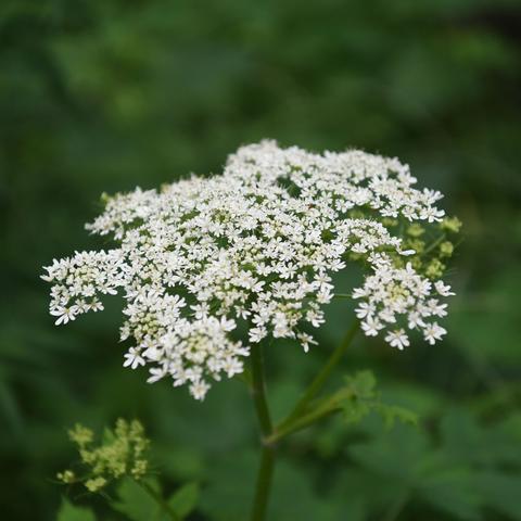 西安百花家园学区划分？