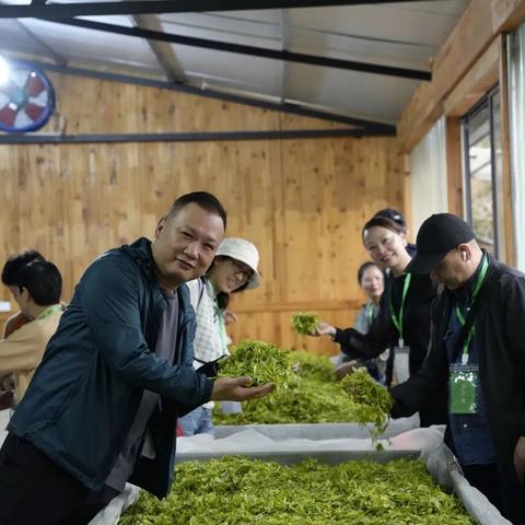 温州市茶叶种植的长尾关键词有哪些