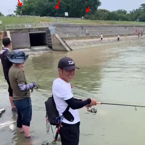 东莞市哪里有翘嘴鱼卖的