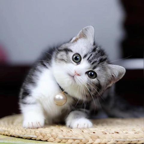 【曼基康矮脚猫天津猫舍】长尾关键词有什么