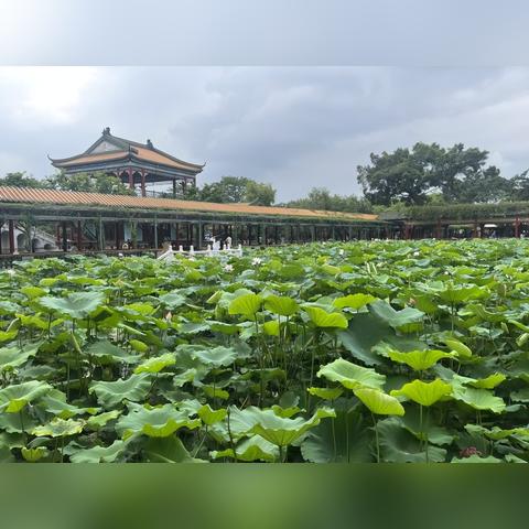苏州市对比广州市哪个大