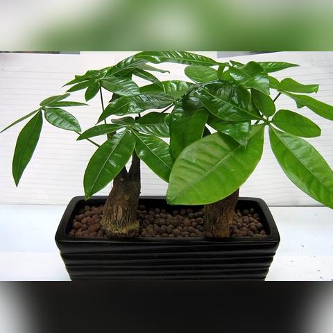 冬天发财树催芽方法