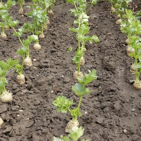 草莓用复合肥比例相关长尾关键词有哪些