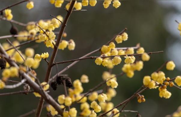 腊梅盆栽怎样培植好,腊梅花怎么处理?