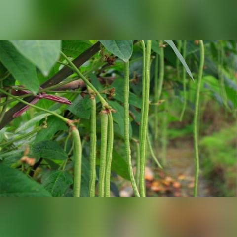 河南现在能种什么豆类